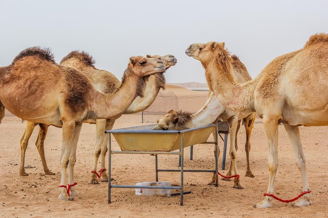 Morning Dubai Desert Safari with Camel Ride & Sand boarding - Sandboarding on soft morning dunes