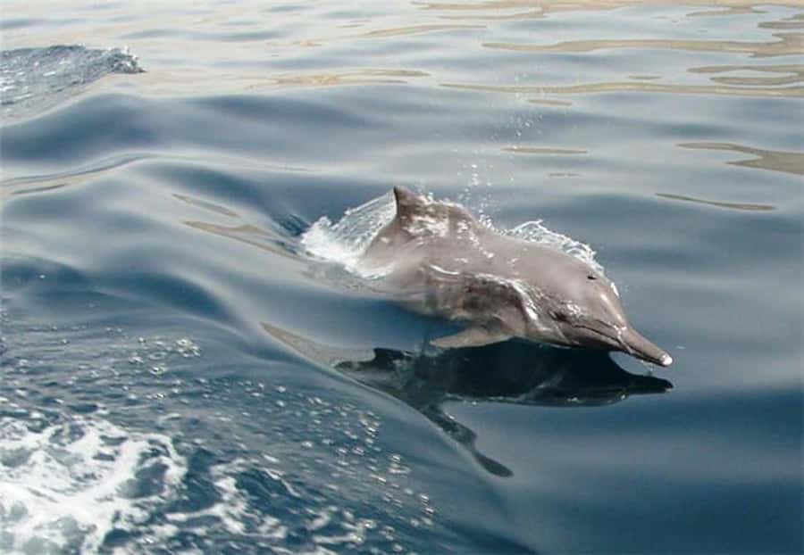 Musandam Khasab Full-Day Cruise with Transfers & Lunch - Setting sail from Khasab at 10:00