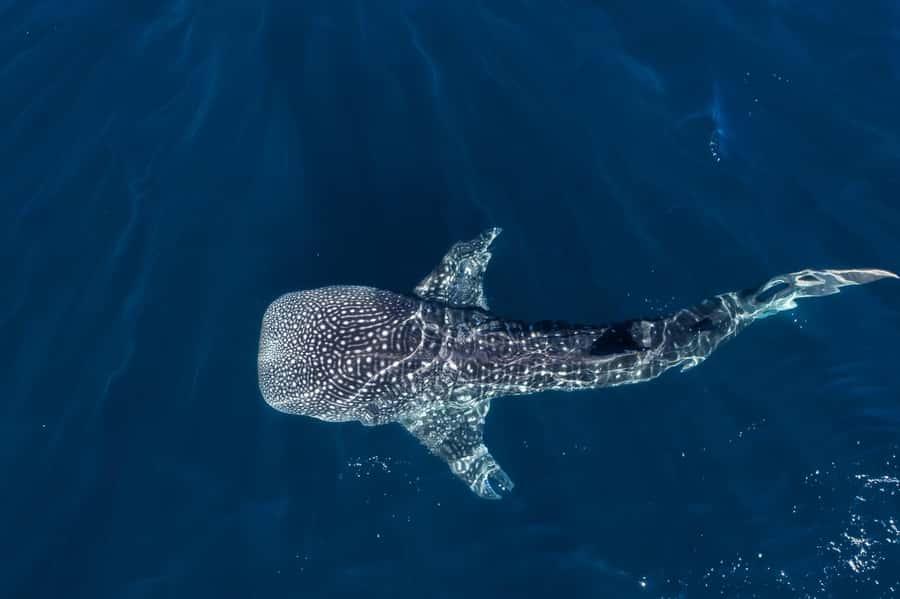 Muscat: Daymaniat Islands Snorkeling Tour with Refreshments - Why the Daymaniat Islands are worth your morning
