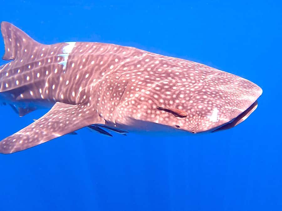 Muscat: Daymaniat Islands Snorkeling Tour with Refreshments - The second stop for coral, fish and possible sharks