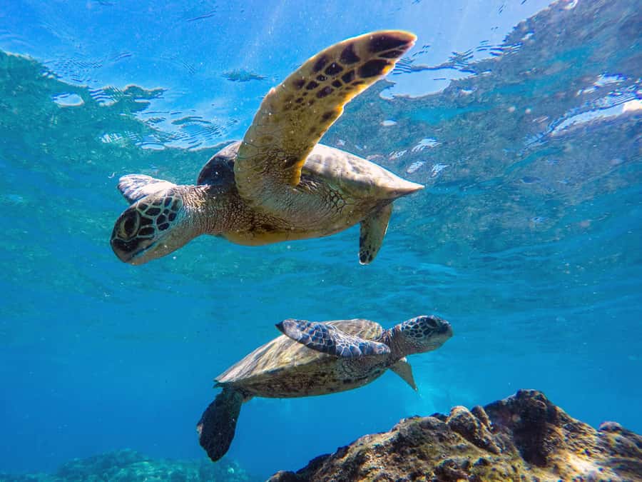 Muscat: Daymaniat Islands Snorkeling Tour with Refreshments - Food, drinks and equipment on board