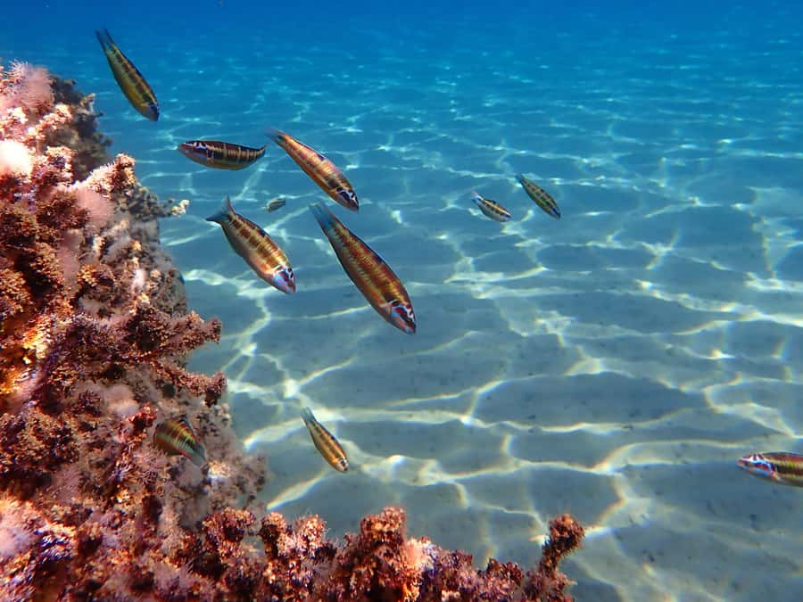 Muscat: Daymaniat Islands Snorkeling Tour with Refreshments - Is $72 a fair price?