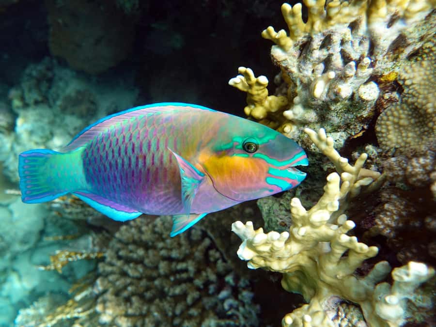 Muscat: Daymaniat Islands Snorkeling Tour with Refreshments - Who should book this trip