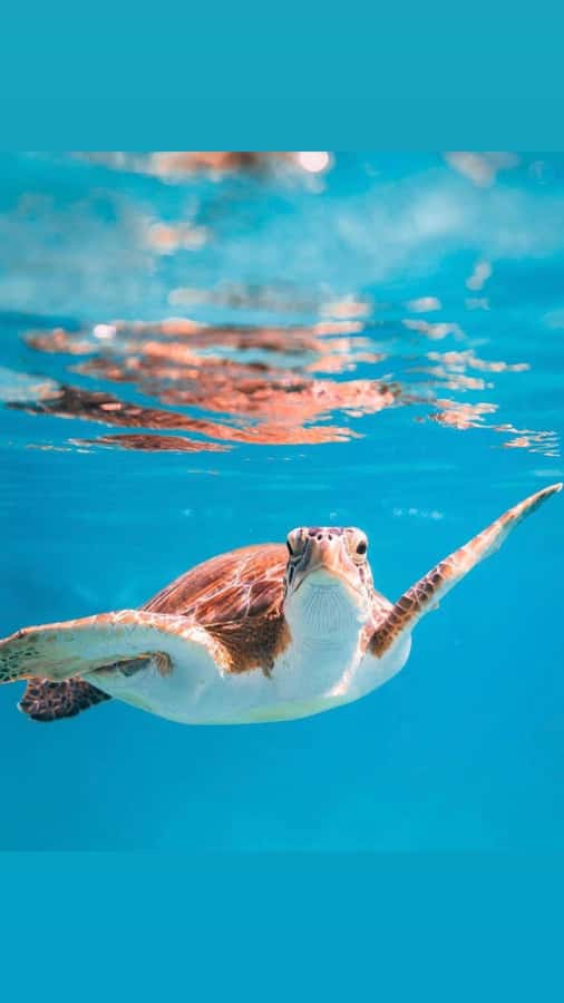 Muscat: Daymaniat Islands Snorkeling Trip with Brunch - Why the Daymaniat Islands are worth your morning