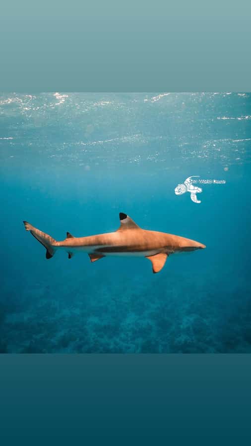 Muscat: Daymaniat Islands Snorkeling Trip with Brunch - The captains make a real difference