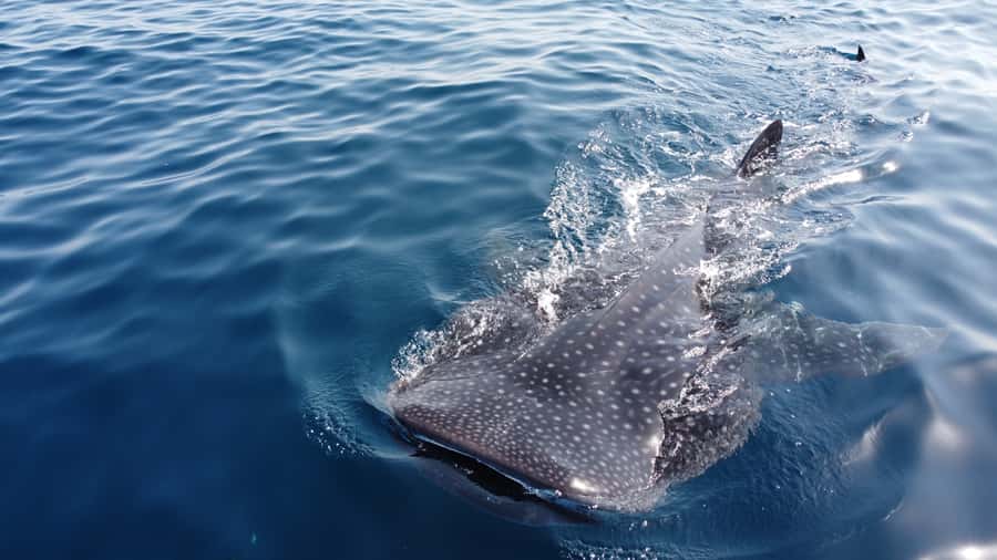 Muscat: Daymaniat Islands Tour - Three Snorkeling Stops and Turtle Encounters