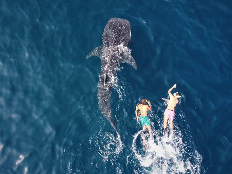 Muscat: Daymaniyat Island Snorkeling with Turtles Tour - The island stop, picnic, and seasonal rules