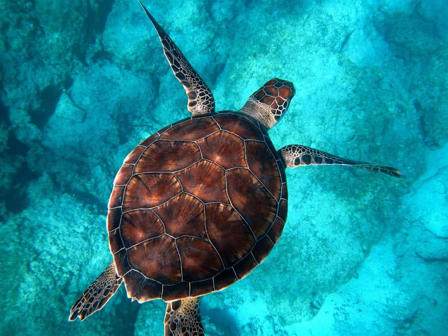 Muscat: Daymaniyat Islands Snorkeling Tour - Key points at a glance
