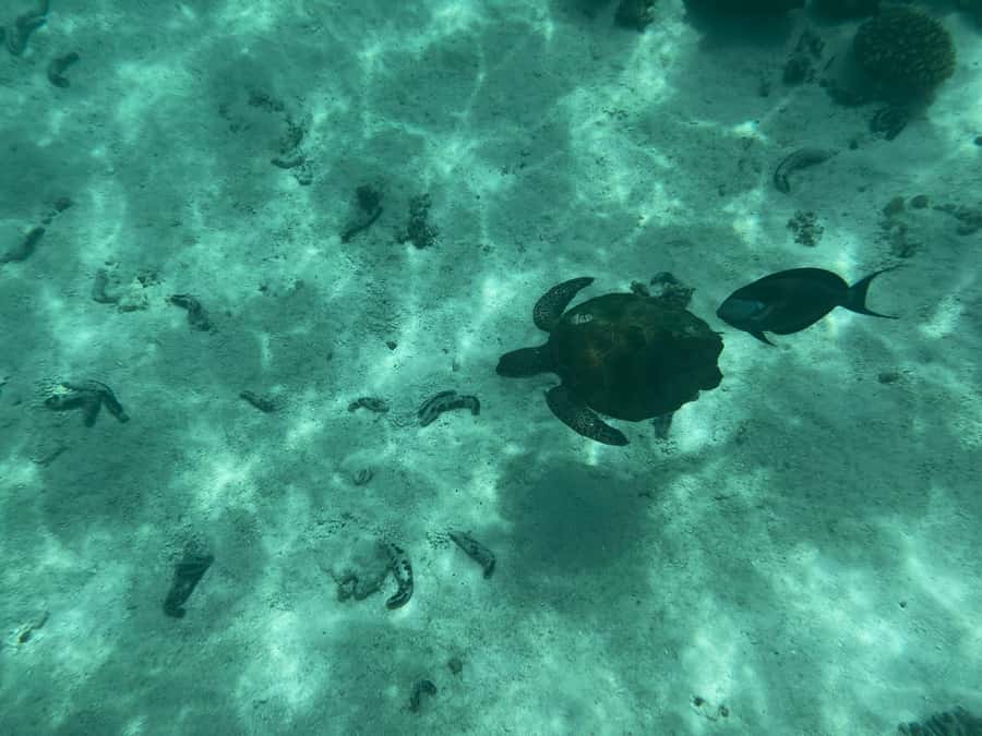 Muscat: Daymaniyat Islands Snorkeling Tour - Guides, equipment, and safety