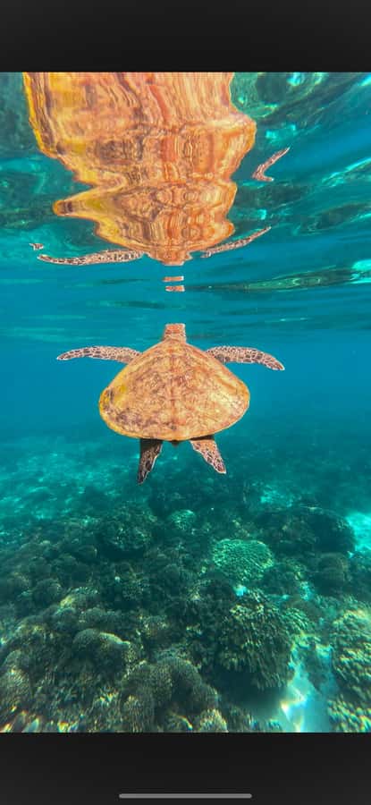 Muscat: Daymaniyat Islands Snorkeling Tour - Choosing the morning or afternoon departure