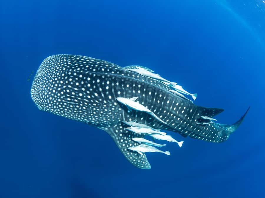 Muscat: Daymaniyat Islands Snorkeling Tour - What your four-hour tour looks like