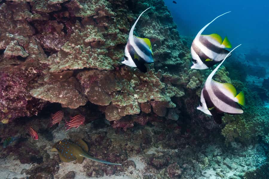 Muscat: Daymaniyat Islands Snorkeling Trip with BBQ Lunch - Key points to know before booking
