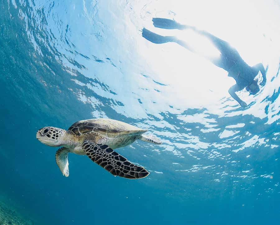 Muscat: Daymaniyat Islands Snorkeling Trip with BBQ Lunch - Island access depends on the calendar
