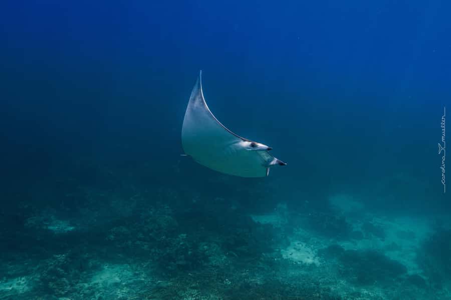 Muscat: Daymaniyat Islands Snorkeling Trip with BBQ Lunch - What the $70 price really covers
