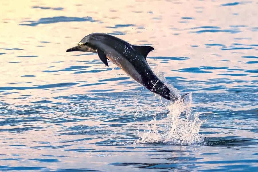 Muscat: Dolphin Watch & Snorkel Excursion - Why the dolphin and snorkelling combination works