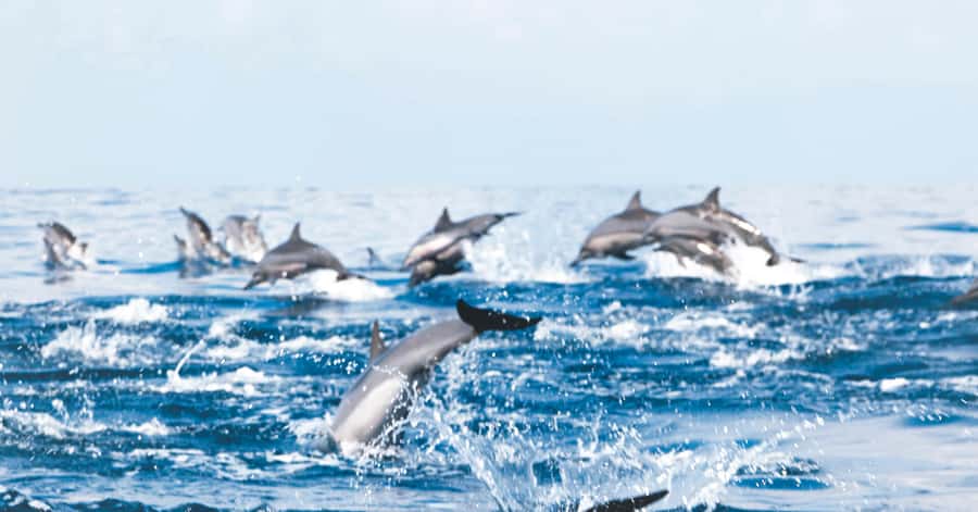 Muscat: Dolphin Watching and Snorkeling Tour - Key points before you book