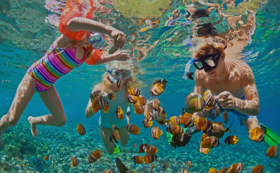 Muscat: Dolphin Watching and Snorkeling Tour - Two hours on Oman’s coast, with dolphins first