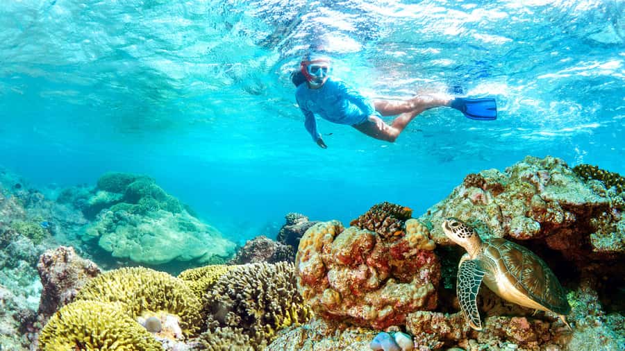Muscat: Dolphin Watching and Snorkeling Tour - What dolphin watching is really like