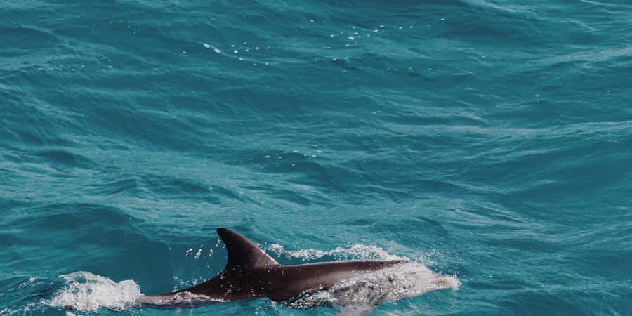 Muscat: Dolphin Watching Boat Tour - Setting out from Marina Bandar Al Rowdha