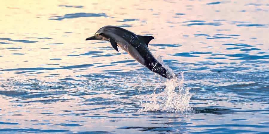 Muscat: Dolphin Watching Boat Tour - The boat, crew, and comfort level