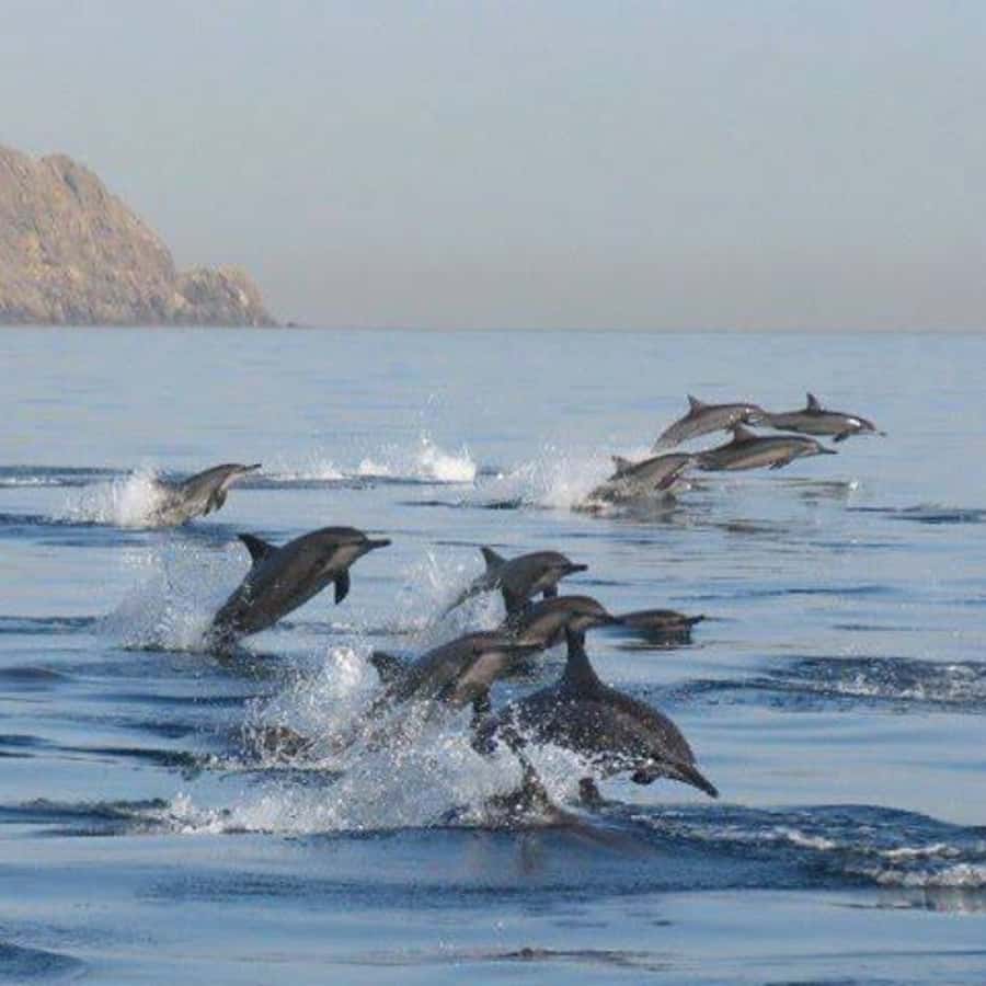 Muscat: Dolphin Watching Boat Trip with Snacks & Local Guide - What the Guide and Captain Add