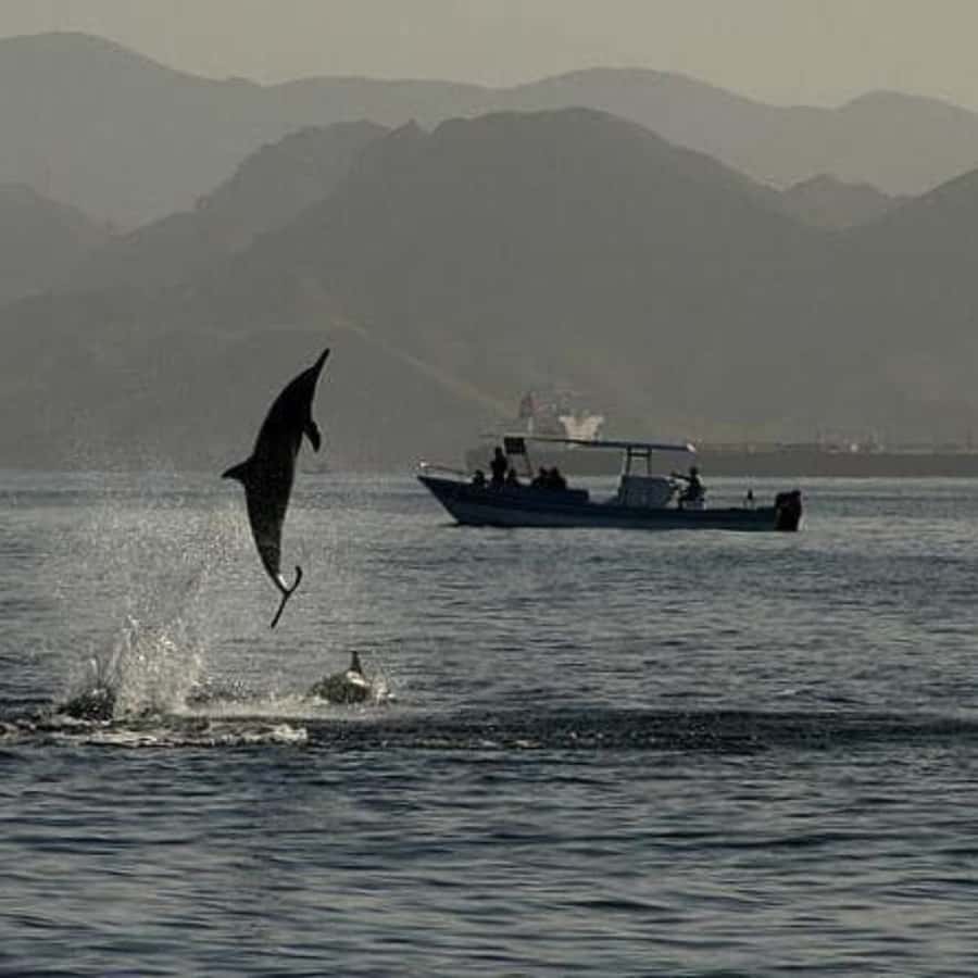 Muscat: Dolphin Watching Boat Trip with Snacks & Local Guide - Is $60 a Fair Price?