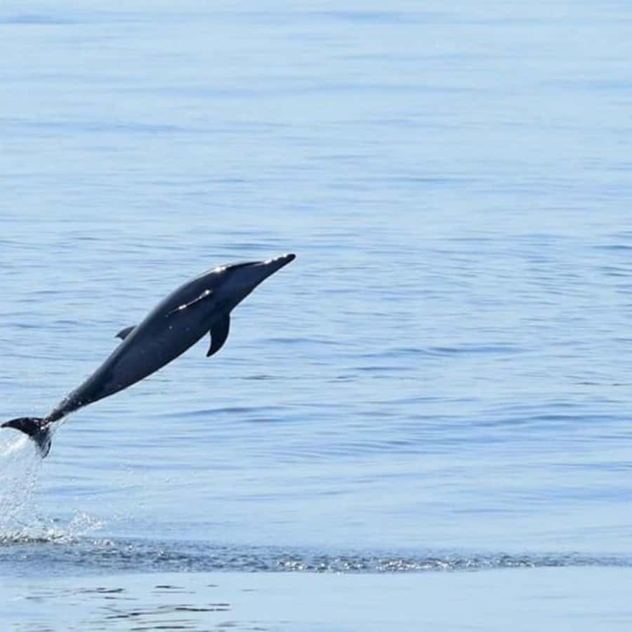 Muscat: Dolphin Watching Boat Trip with Snacks & Local Guide - Practical Tips for a Better Morning