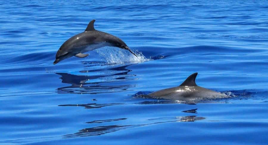 Muscat Dolphin Watching & Coastal Sightseeing Tour - Key points at a glance