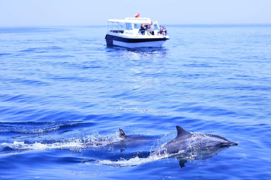 Muscat Dolphin Watching & Coastal Sightseeing Tour - Why this Muscat boat trip works