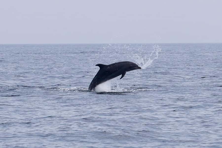 Muscat Dolphin Watching & Coastal Sightseeing Tour - The 105-minute search for dolphins