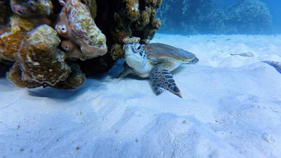Muscat Oman: Snorkeling adventure to Daymaniyat Island - Leaving Al Mouj Marina for the Daymaniyat Islands