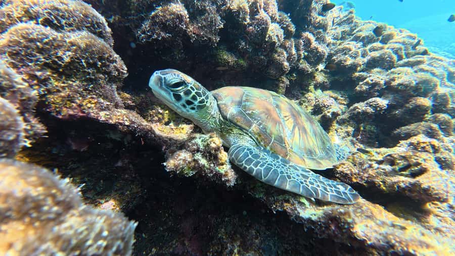 Muscat Oman: Snorkeling adventure to Daymaniyat Island - Two stops in the Daymaniyat Islands Nature Reserve