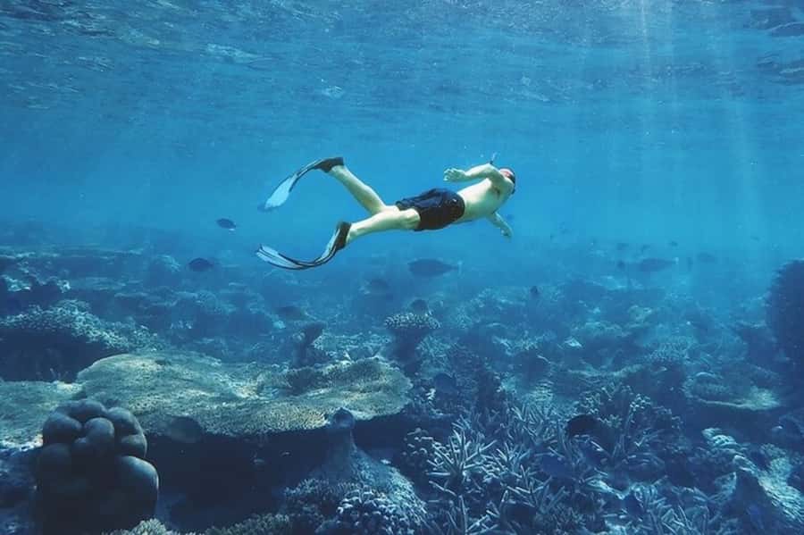 Muscat: Snorkeling and Dolphin Watching Tour - FAQ