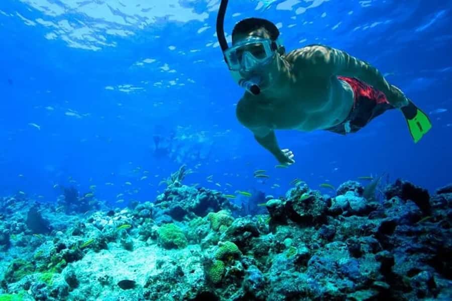 Muscat: Snorkeling and Dolphin Watching Tour - Snorkeling with fish and possible turtles