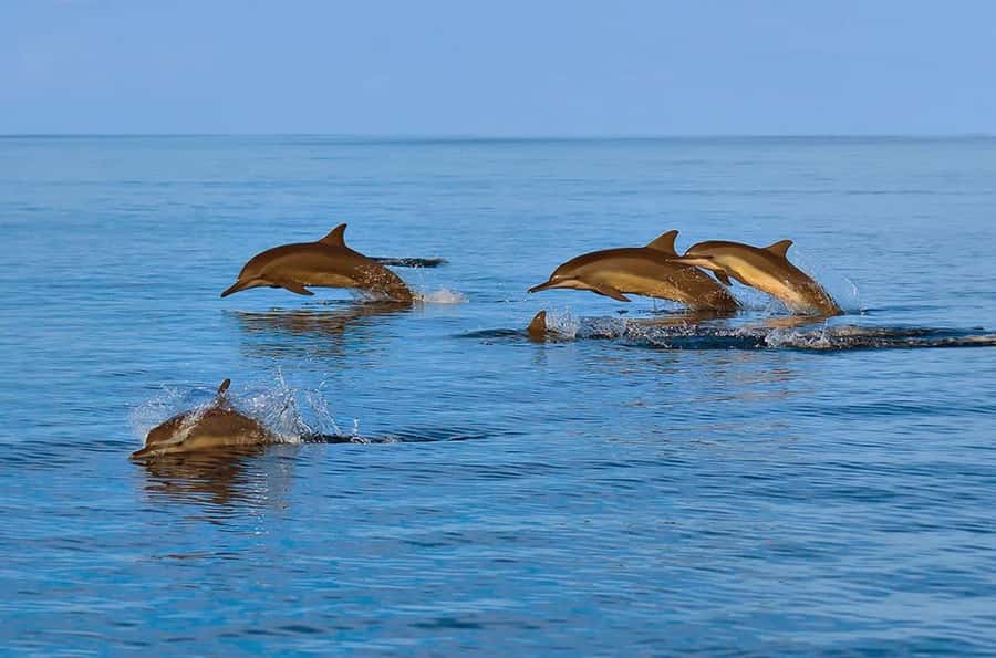 Muscat: Snorkeling and Dolphin Watching Tour - The value of $50 per person
