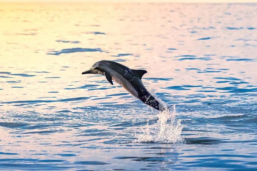 Muscat: Snorkeling and Dolphin Watching Tour - Three hours on Muscat’s water