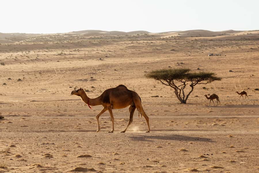 Muscat: Wadi Bani Khalid Oasis & Oman Desert Tour - What makes the guides important
