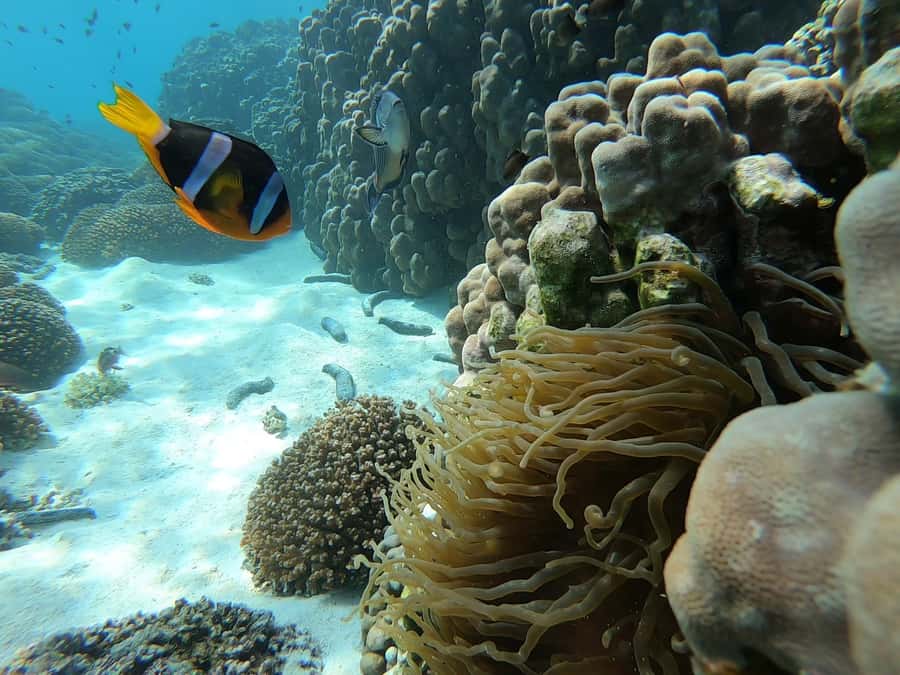 Oman: Snorkeling Trip at Daymaniyat Islands - Why Daymaniyat Islands make a strong morning trip