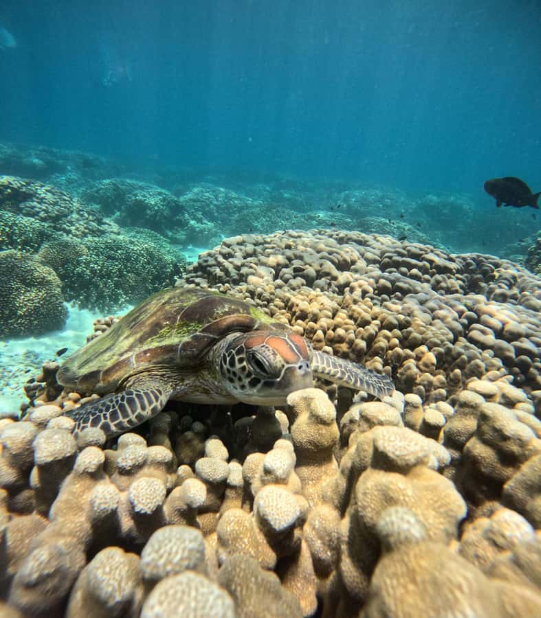 Oman: Snorkeling Trip at Daymaniyat Islands - Snorkeling at several clear-water spots