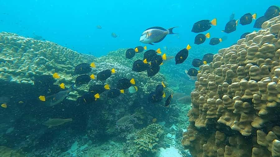 Oman: Snorkeling Trip at Daymaniyat Islands - Seasonal timing changes the experience