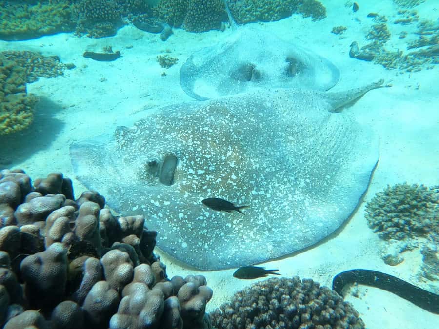 Oman: Snorkeling Trip at Daymaniyat Islands - The practical drawbacks to keep in mind