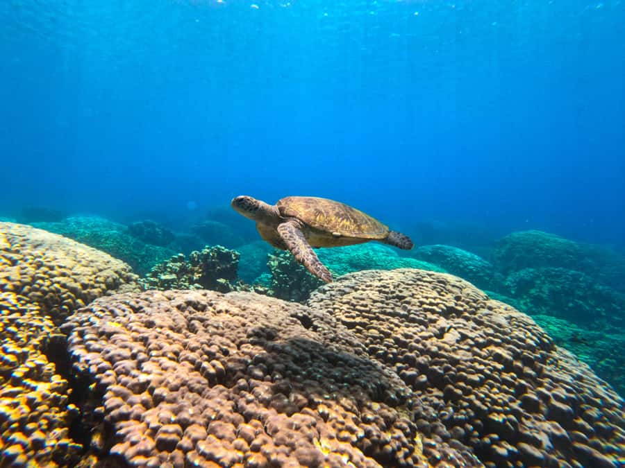 Oman: Snorkeling Trip at Daymaniyat Islands - The shaded boat ride to the reserve