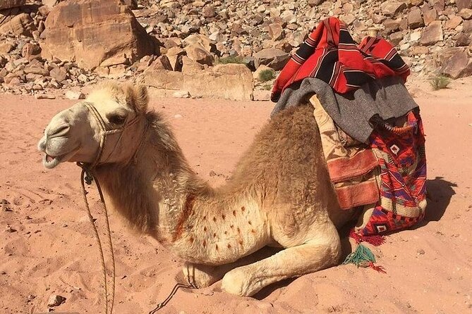 One Day Petra & Wadi Rum from Aqaba - The main strengths and the honest drawbacks