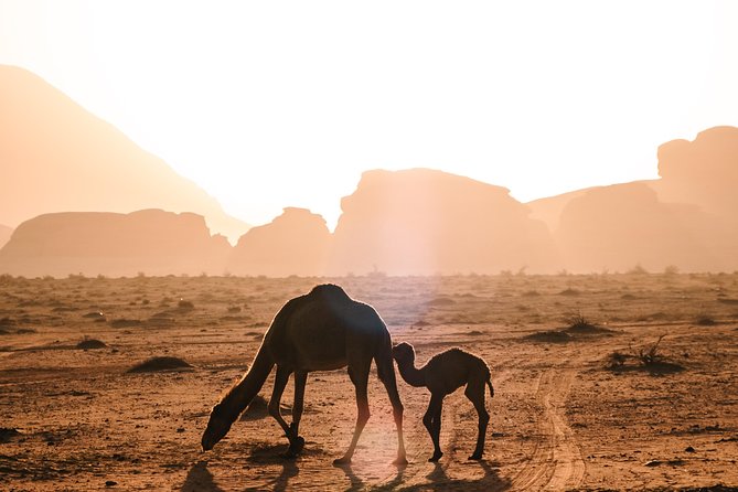 Petra and Wadi Rum Day Excursion with Hotel Collection - Walking Through Al-Siq to the Treasury
