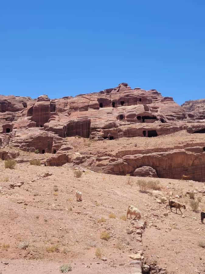 Private 3-Hour Guided Tour of Petra with Hotel Pickup . - The Treasury and the stories behind the stone