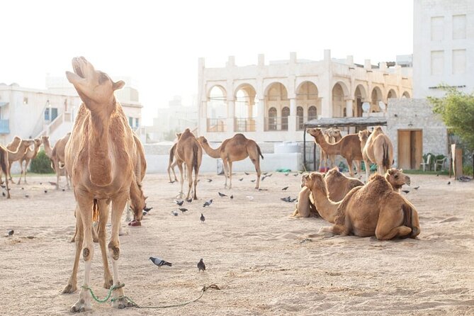 Private Doha Guided City Tour To All Main Attractions - Why the private format affects the value