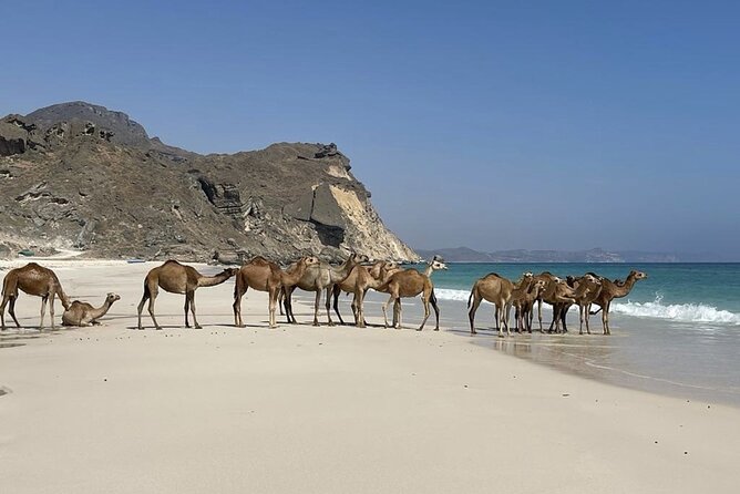 Private Guided Tour to West Beaches of Salalah - Mughsail Lagoon and a chance to see flamingos