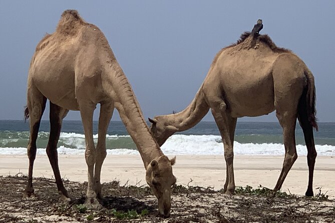 Private Guided Tour to West Beaches of Salalah - Fazayah Beach, the day’s main event