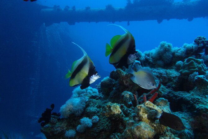 Private Scuba Diving Adventure in the Red Sea of Aqaba - What certified guests can expect