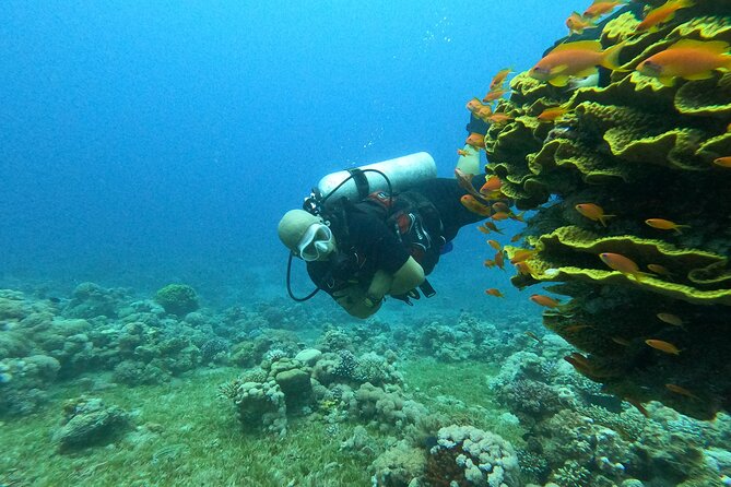 Private Scuba Diving Adventure in the Red Sea of Aqaba - What the $52.34 price really covers